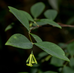 Wikstroemia nutans