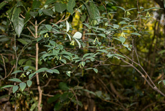 Wikstroemia nutans