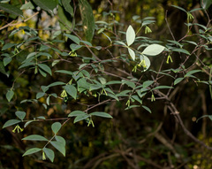 Wikstroemia nutans