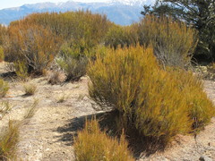 Dracophyllum acerosum