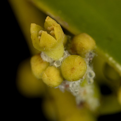 Dendrotrophe varians