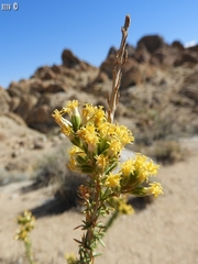 Tetradymia glabrata