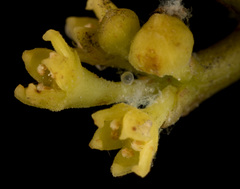 Dendrotrophe varians