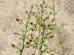 Scrophularia desertorum