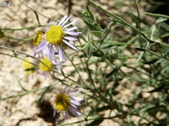 Erigeron breweri