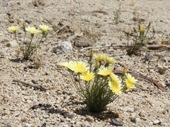 Malacothrix californica