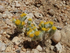 Eriophyllum pringlei