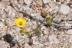 Leptosiphon chrysanthus