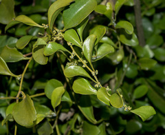 Dendrotrophe varians