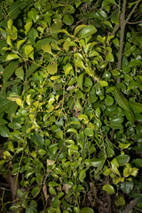 Dendrotrophe varians