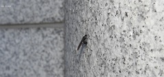 Polyrhachis lamellidens