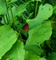 Coenonympha oedippus