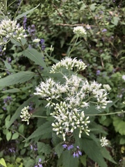 Eupatorium makinoi