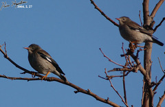 Spodiopsar sericeus