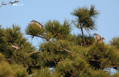 Spodiopsar sericeus