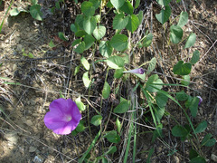 Ipomoea suffulta