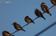 Spodiopsar sericeus