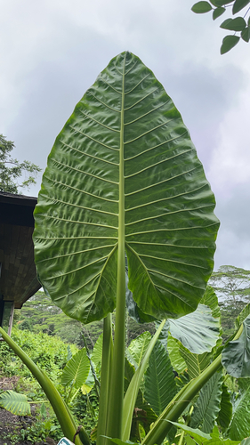 Alocasia macrorrhizos