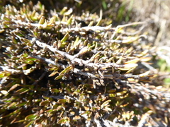 Coprosma petriei