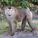 Northern Pig-tailed Macaque - Photo (c) seasav, some rights reserved (CC BY-NC-ND), uploaded by seasav