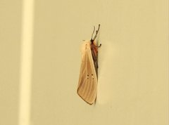 Creatonotos transiens vacillans