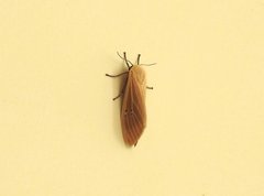 Creatonotos transiens vacillans