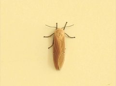 Creatonotos transiens vacillans