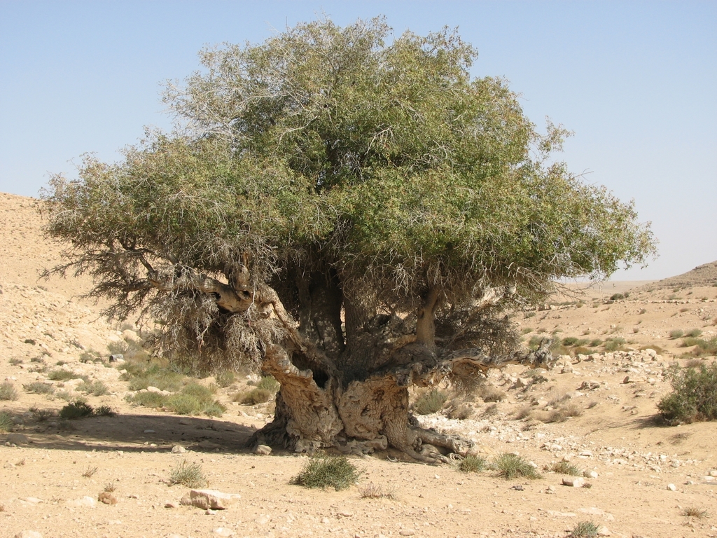 Mount Atlas mastic tree