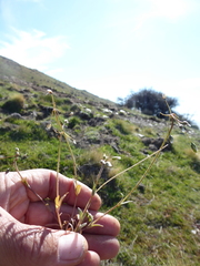 Cerastium semidecandrum