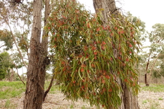 Amyema pendula pendula