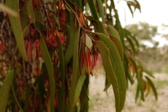Amyema pendula pendula