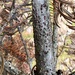 Thyronectria balsamea - Photo 由 Keith Seifert 所上傳的 (c) Keith Seifert，保留部份權利CC BY-SA