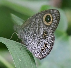 Ypthima horsfieldii humei