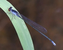 Pseudagrion pruinosum