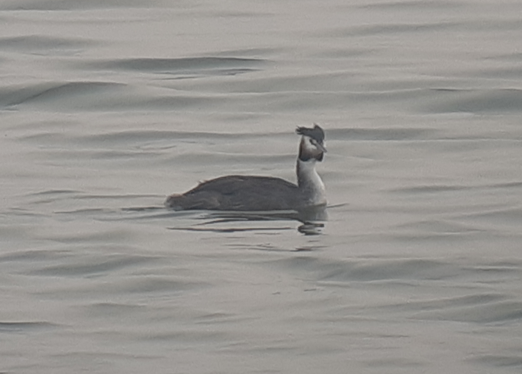 Great Crested Grebe