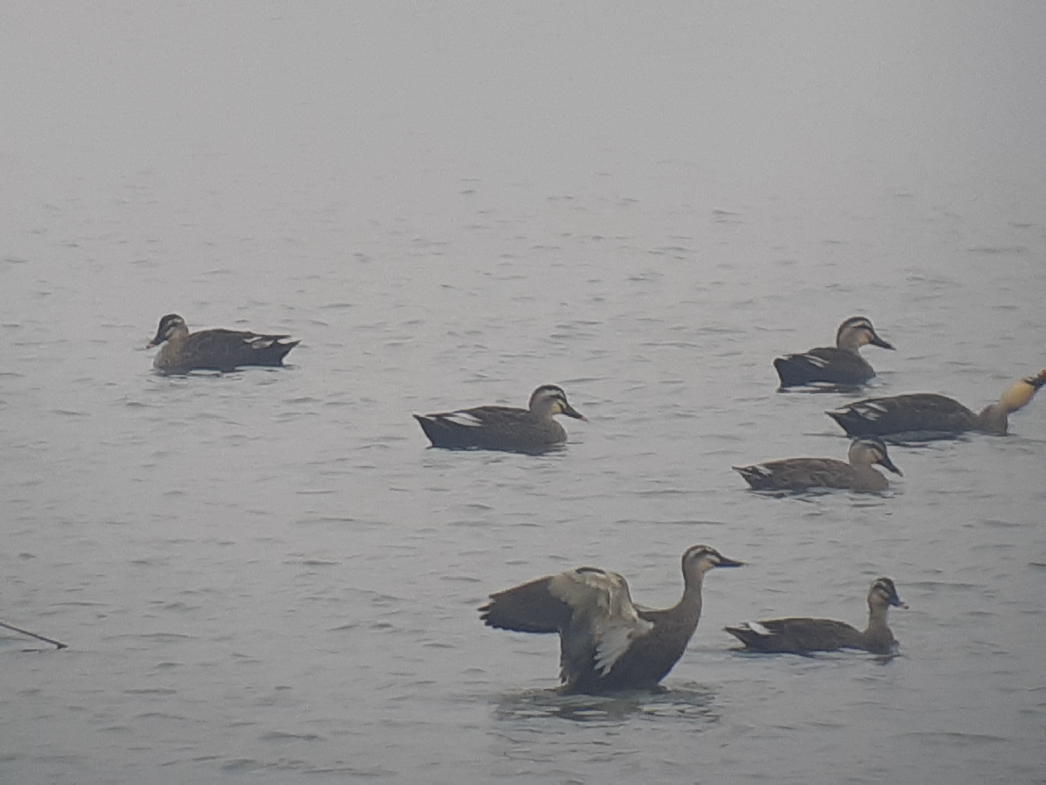 Eastern Spot-billed Duck