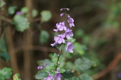 Prostanthera melissifolia