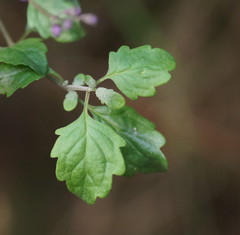 Prostanthera melissifolia