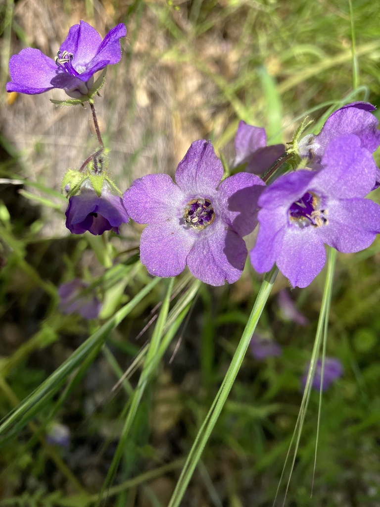 Fiesta Flower From Hain Wilderness Paicines Ca Us On April 26 2023