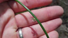 Schoenoplectus decipiens