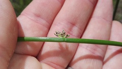 Schoenoplectus decipiens