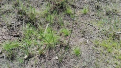 Schoenoplectus decipiens