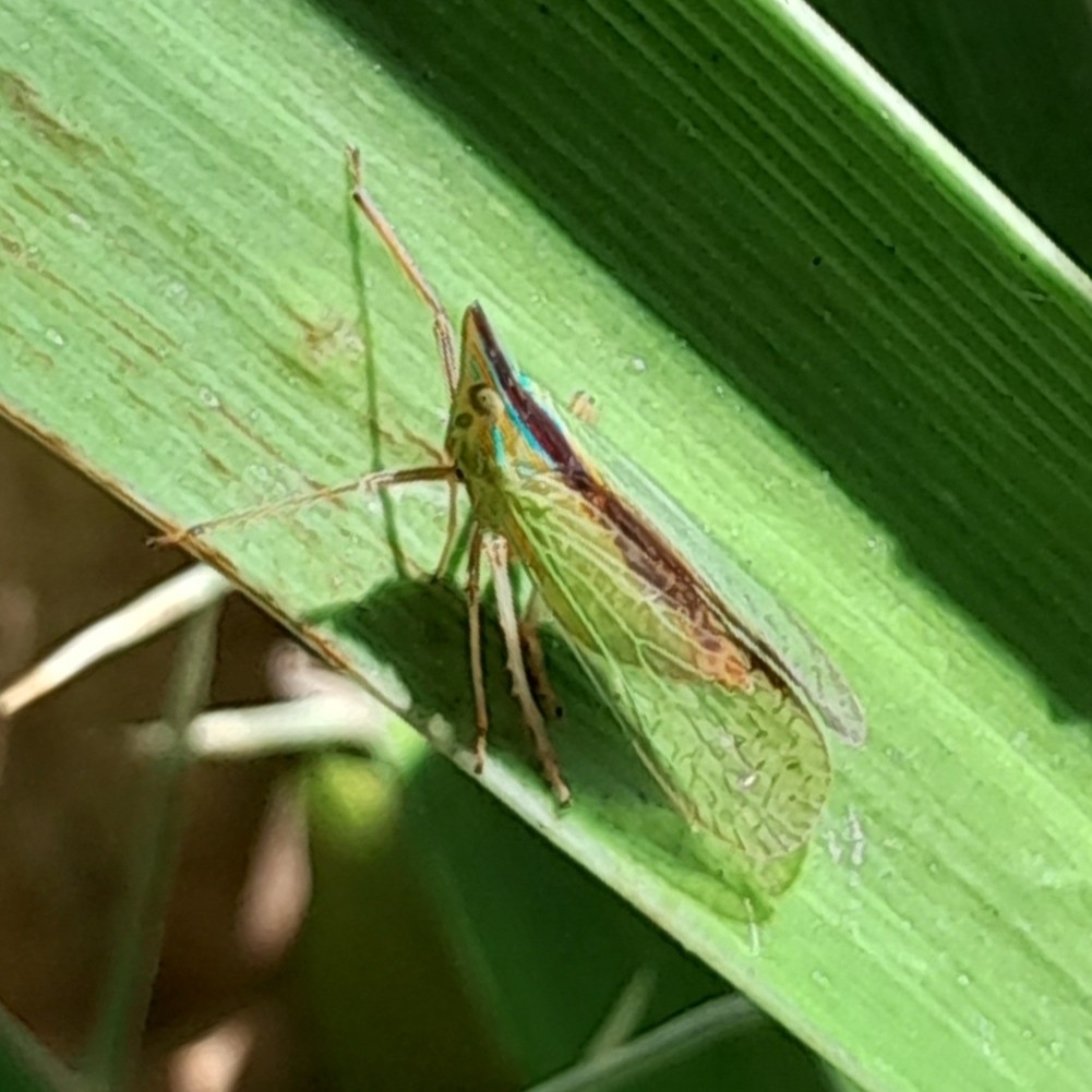 Neonotostrophia nigrosuturalis