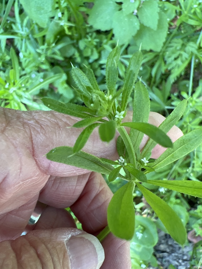 catchweed bedstraw from Laurelwood/Sugarloaf Park, San Mateo, CA, US on ...