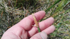 Eleocharis limosa