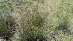 Eleocharis limosa