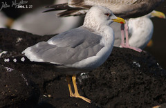 Larus fuscus heuglini