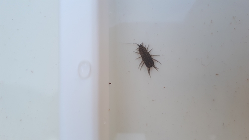 Asellus aquaticus