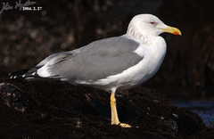 Larus fuscus heuglini