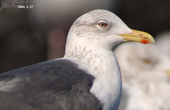 Larus fuscus heuglini